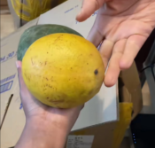 Faux kinkeliba aka Fruit Mille Maladie