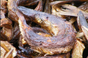 Poisson fumé